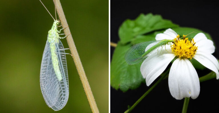 This Helpful Arizona Bug May Be Protecting Your Plants From Pests
