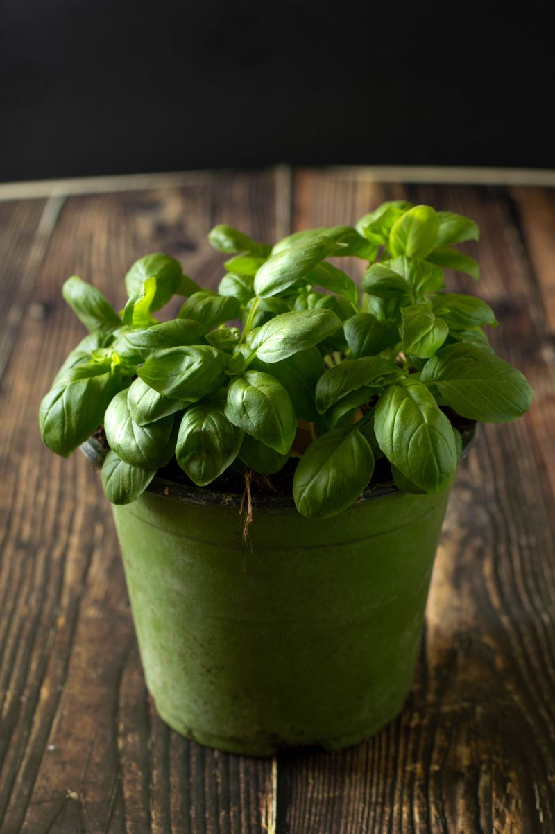This Herb Does More Than Season Your Kitchen