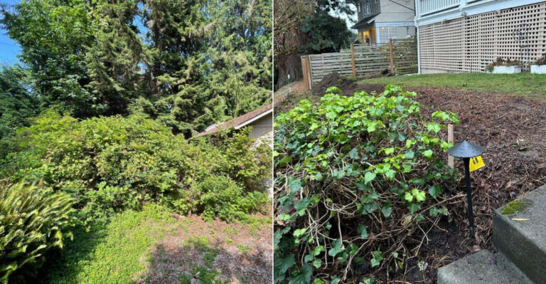 This Himalayan Blackberry Removal Mistake Can Make It Spread Downhill In Oregon Yards