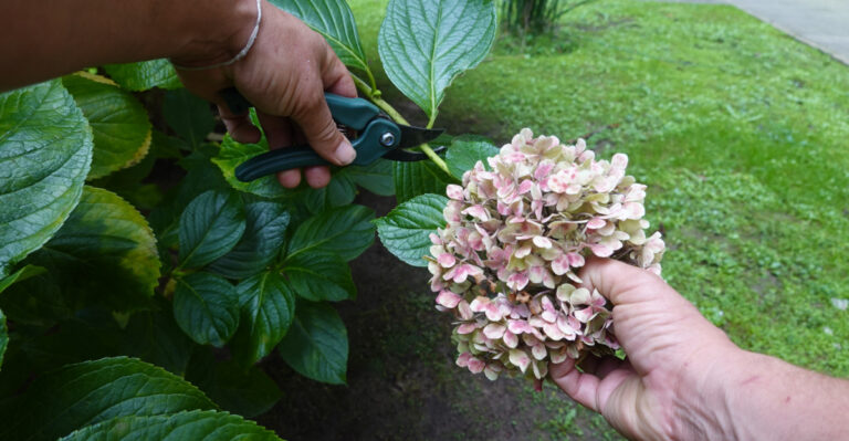 cutting smooth hydrangea
