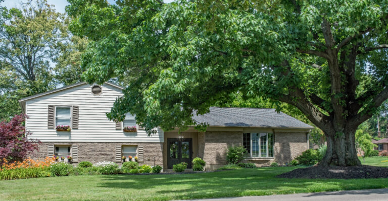 This Illinois Native Tree Creates Dense Shade Without Constant Cleanup