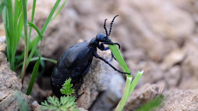 This Indiana Insect Comes With A Warning Label