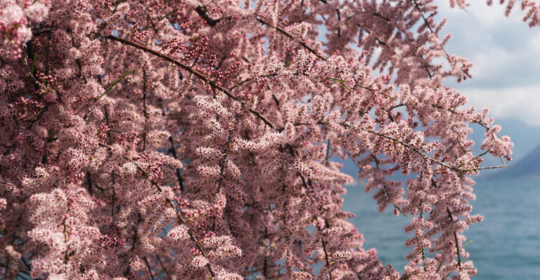 This Invasive California Tree Gets Less Attention Than Pampas Grass But Destroys More Native Habitat Every Year