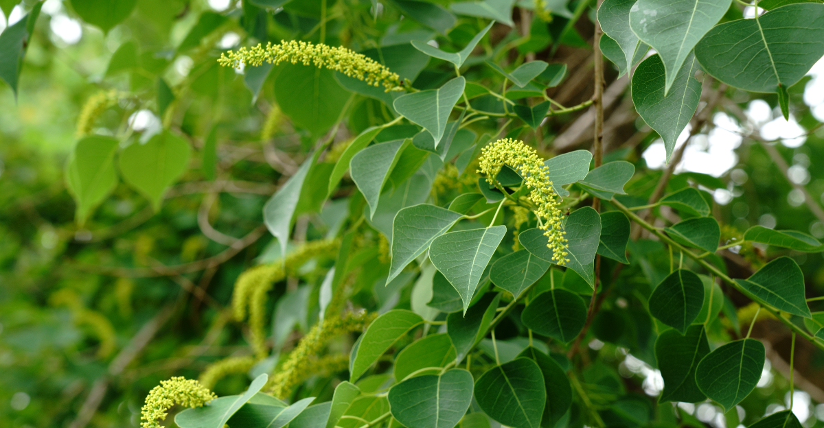 tree (featured image)