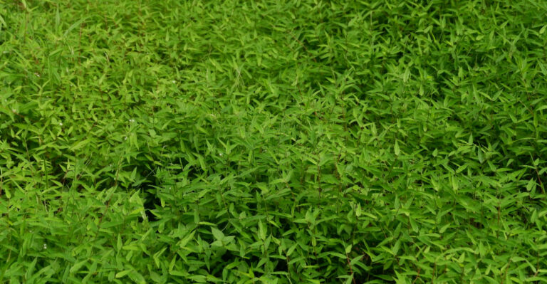 This Invasive Grass Is Quietly Choking Out Pennsylvania Gardens