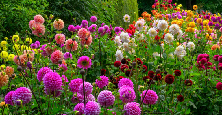 This Is How To Get Dahlias Blooming Like Crazy In Your Ohio Garden