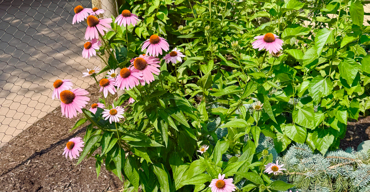 coneflowers