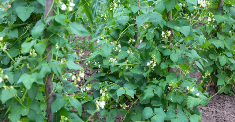 bush beans