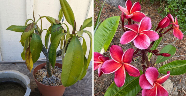 This Is How To Revive Heat-Damaged Plumeria In Florida Before It’s Too Late