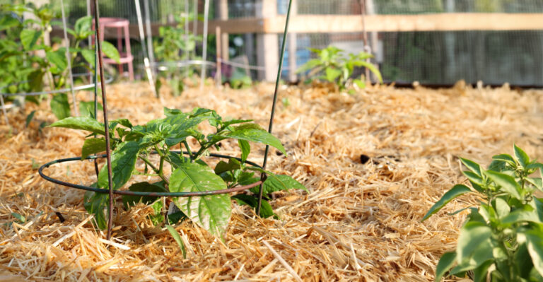 This Is The Amish Summer Garden Habit Pennsylvania Homeowners Wish They Knew Sooner