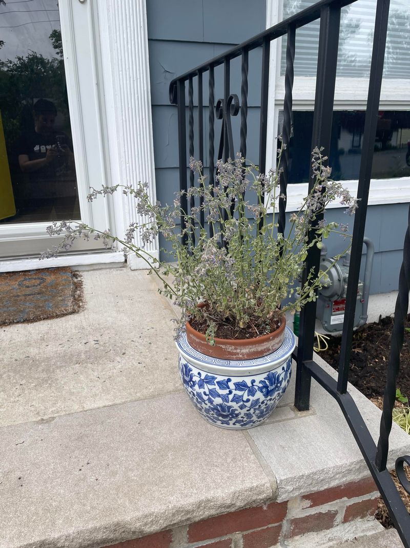 This Is The Best Patio Plant To Try