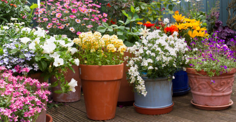 This Is The Best Time To Water Container Plants In Missouri Summer Heat