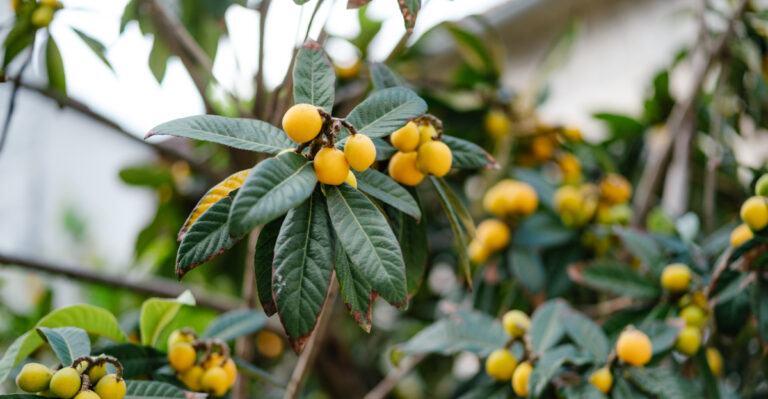 loquat
