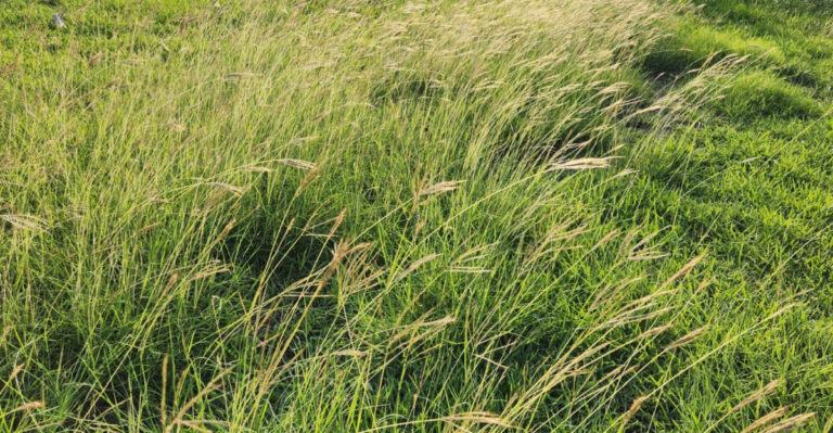 This Is The Invasive Grass Destroying Texas Native Wildflower Meadows From The Inside Out