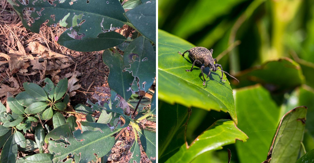 damaged rhododendron and black vine weevil