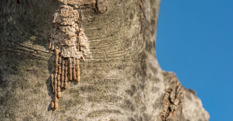 This Is The Invasive Insect Swarming Pennsylvania Trees As Adults Emerge Now
