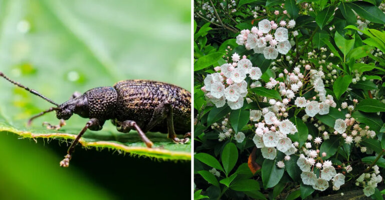 This Is The Invasive Insect Targeting Pennsylvania Mountain Laurel At An Alarming Rate In Shaded Gardens
