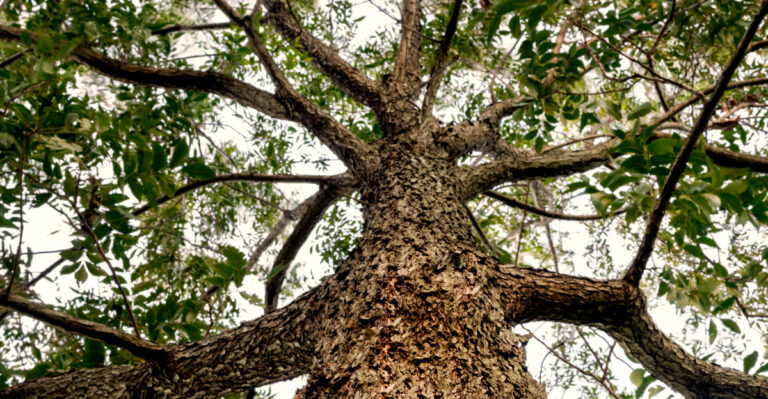 This Is The Invasive Insect Targeting Texas Pecan Trees At An Alarming Rate