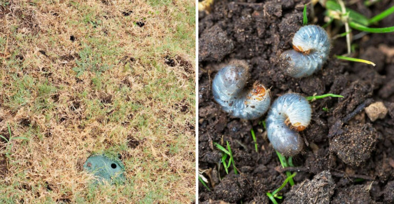 This Is The Michigan Lawn Problem That Looks Like Drought But Is Actually Something Eating Your Roots