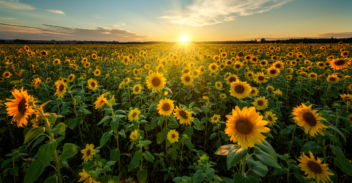 sunflower field