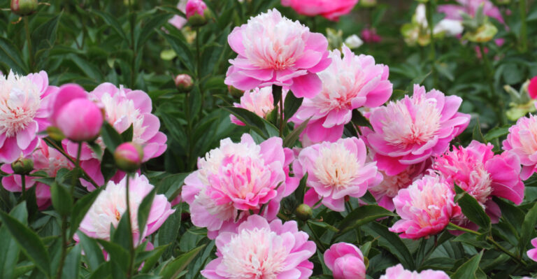 peony