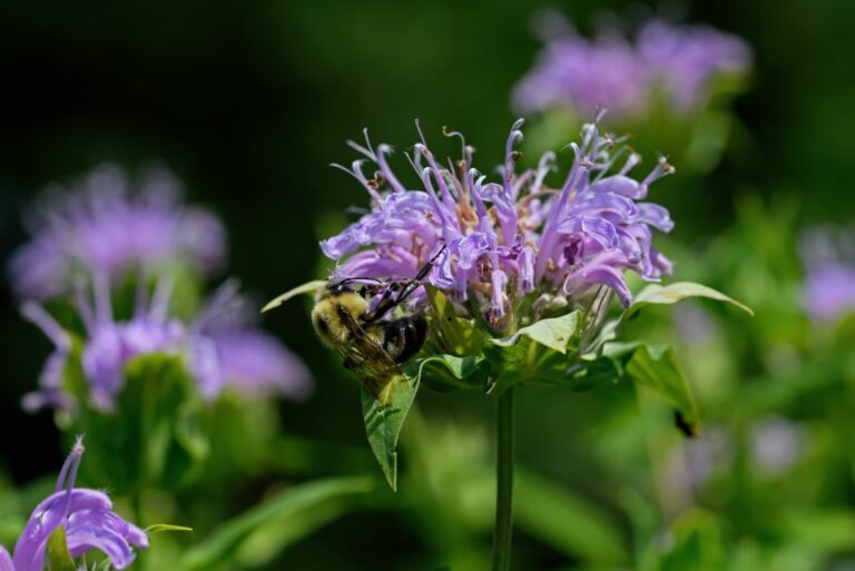 bee balm