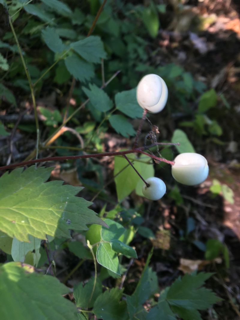 This Is The Underrated Border Shrub