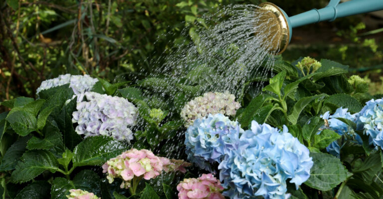 This Is The Worst Time To Water Hydrangeas During A New York Heat Wave