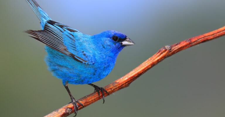 This Is What It Means When An Indigo Bunting Visits Your Tennessee Garden