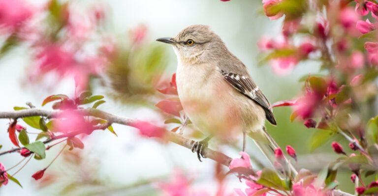 This Is What It Means When You See A Mockingbird In Your Oklahoma Yard