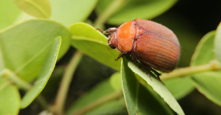 asiatic garden beetle