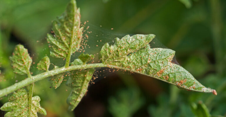 spider mites