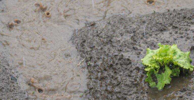 This Is Why Heavy Pennsylvania Storms Are Quietly Ruining Your Garden Soil