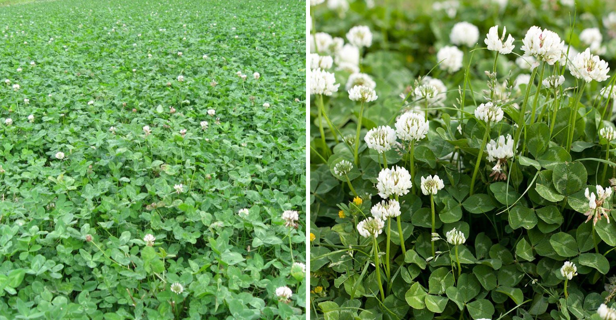 clover