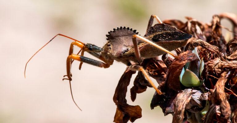 wheel bug (featured image)