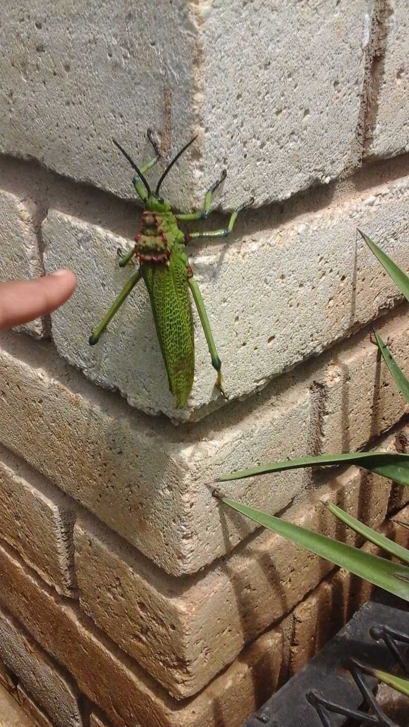 This Lizard Helps Control Garden Pests