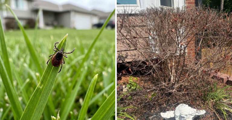 This Michigan Garden Border Mistake May Be Making Your Yard More Tick-Friendly