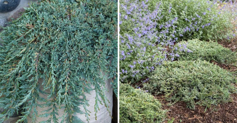 This Michigan Groundcover Stabilizes Slopes Without Constant Mowing