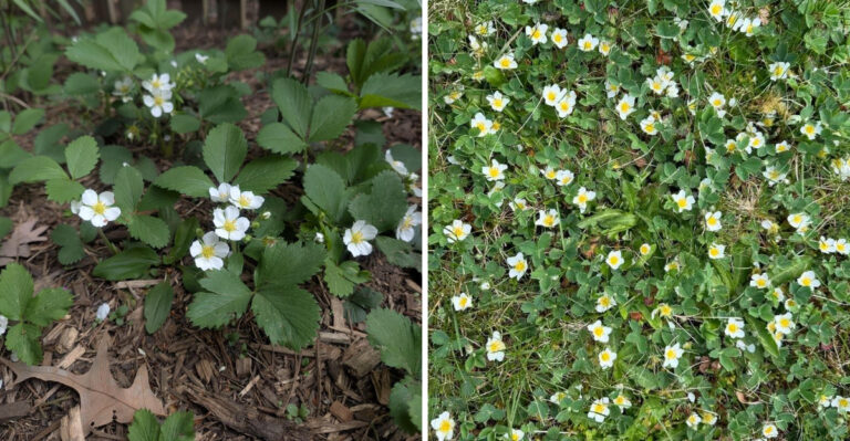 This Michigan Native Plant Looks Like It’s Spreading Too Much, Until The Weeds Disappear