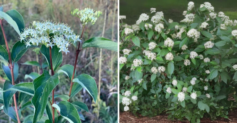 This Michigan Native Shrub Forms Colonies Over Time, Perfect For Slopes, Birds, And Privacy