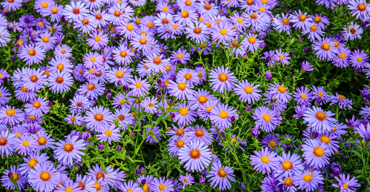new england aster