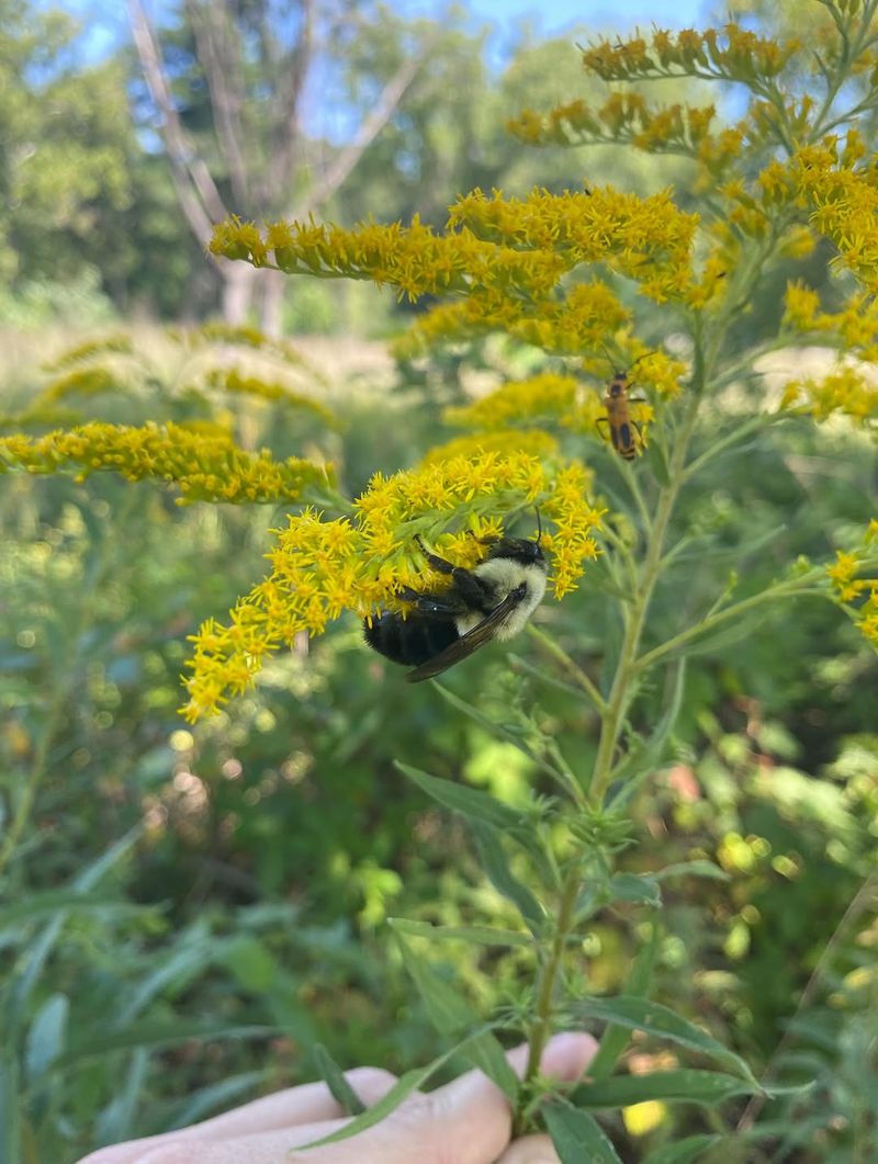This Native Bloom Feeds Bees Into September