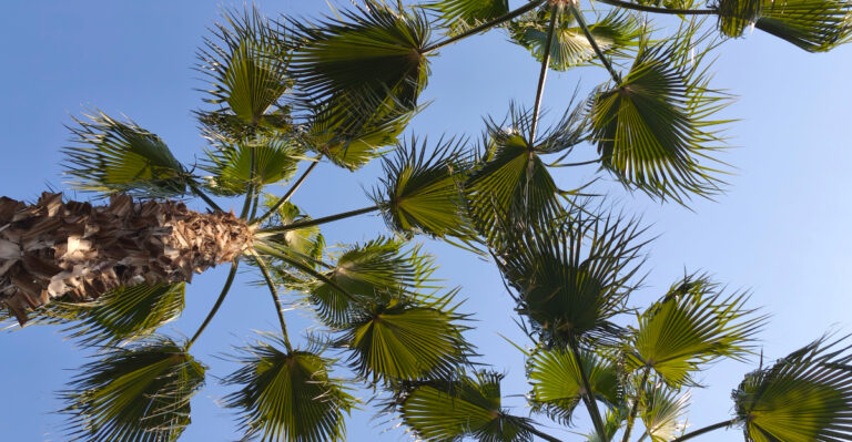 This Native California Palm Is Replacing Queen Palms In Landscape Design