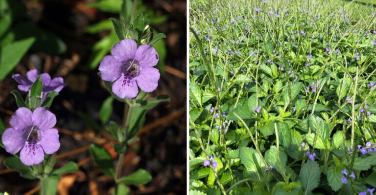 twinflower
