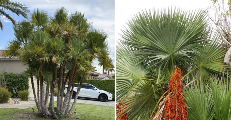 This Native Florida Palm Is Replacing Areca Palms In Florida Landscape Design