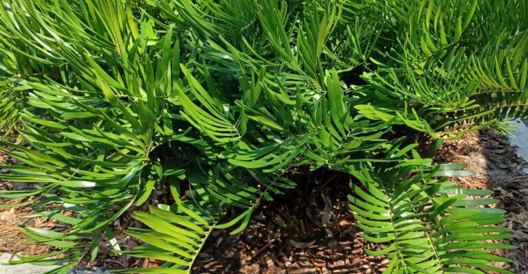 coontie