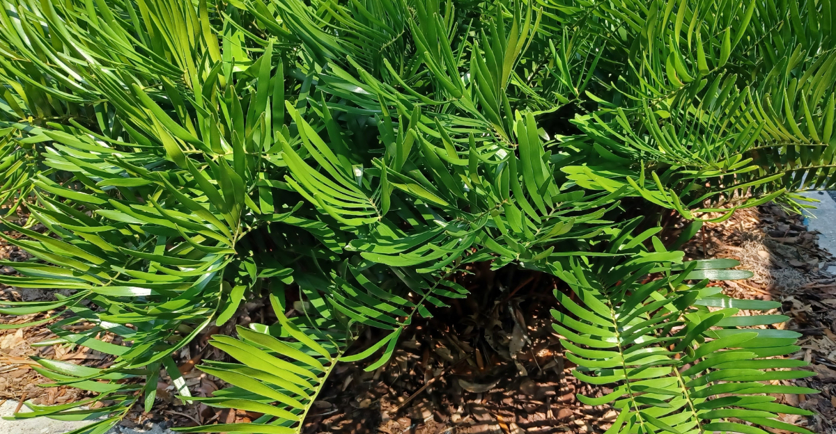 coontie