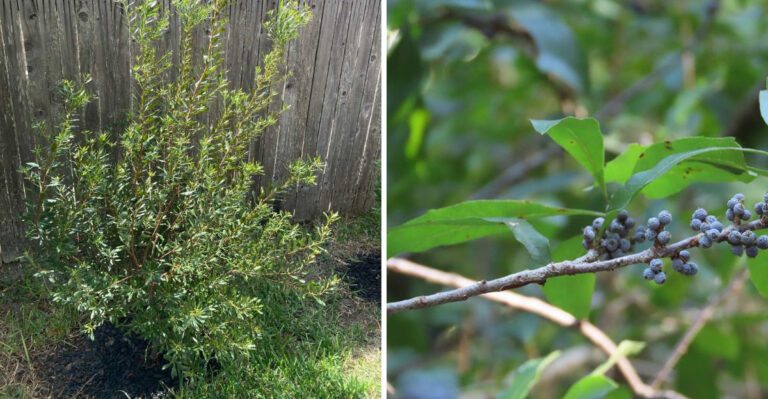 wax myrtle