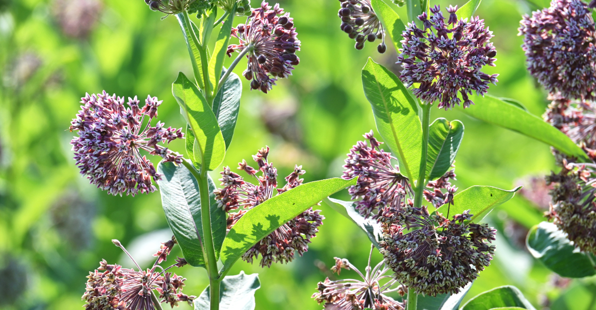 common milkweed