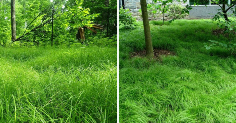 This Native Michigan Sedge Forms A Dense Mat Where Mulch Keeps Washing Away